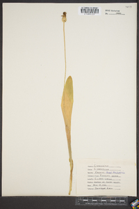 Carex fraseriana image