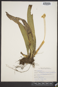 Carex fraseriana image