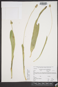 Carex fraseriana image