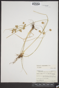 Cyperus acuminatus image