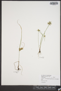 Cyperus bipartitus image