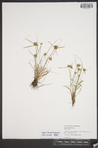 Cyperus flavescens image