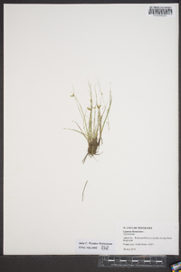 Cyperus flavescens image