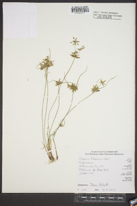 Cyperus flavescens image