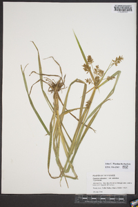 Cyperus odoratus var. odoratus image