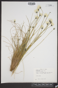 Eriophorum spissum image