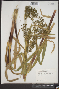 Scirpus expansus image