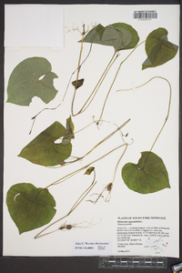 Dioscorea oppositifolia image