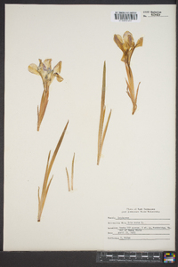 Iris verna image