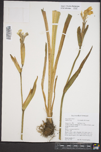 Iris pseudacorus image