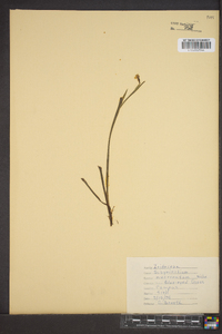 Sisyrinchium mucronatum image