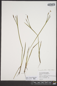 Sisyrinchium mucronatum image