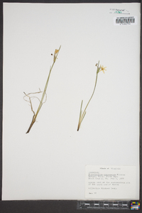 Sisyrinchium mucronatum image