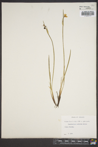 Sisyrinchium montanum image