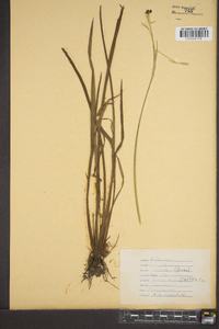 Sisyrinchium capillare image