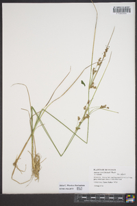 Juncus coriaceus image