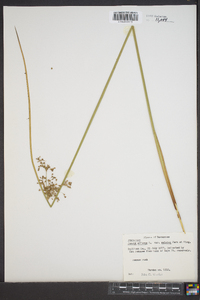 Juncus effusus var. solutus image