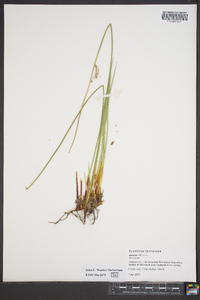 Juncus gymnocarpus image