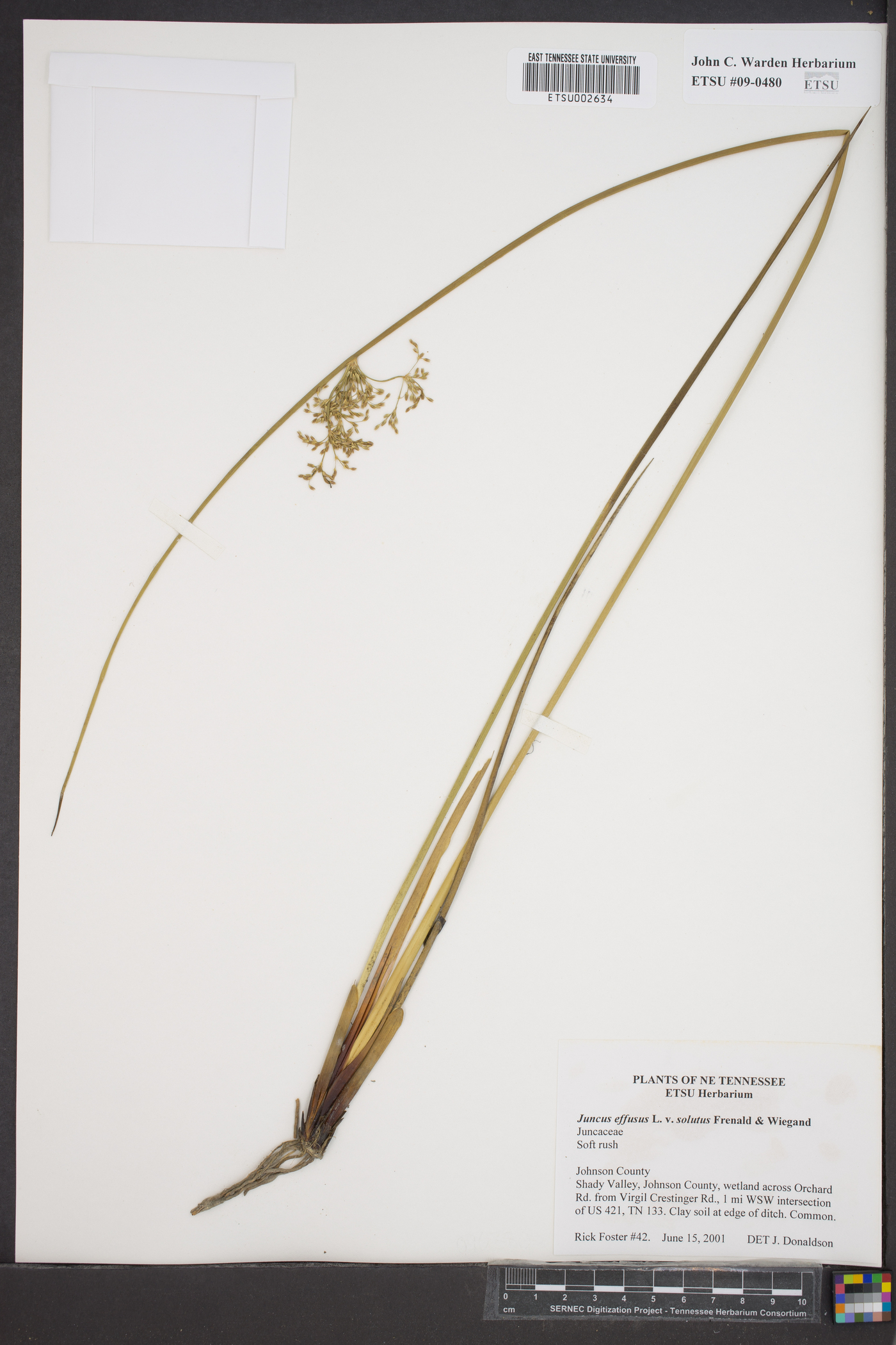 Juncus effusus var. solutus image