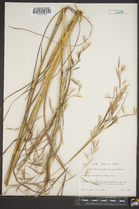 Andropogon lateralis image