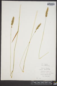 Anthoxanthum odoratum image