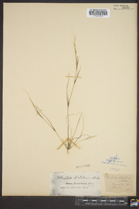 Aristida dichotoma image