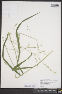 Bromus commutatus image