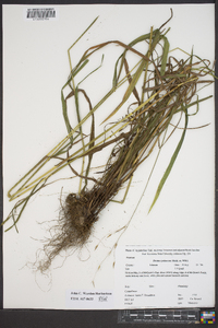 Bromus pubescens image