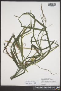 Bromus pubescens image