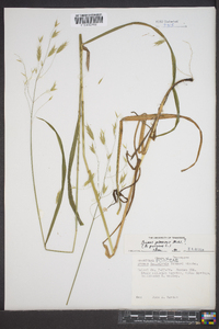 Bromus latiglumis image