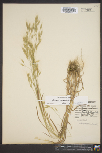 Bromus racemosus image