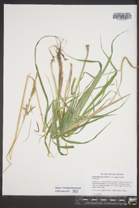 Calamagrostis porteri subsp. porteri image