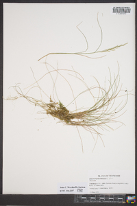 Deschampsia flexuosa image