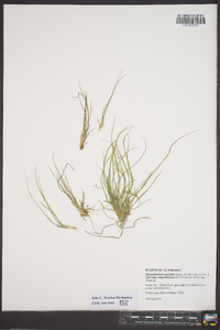 Dichanthelium aciculare subsp. angustifolium image