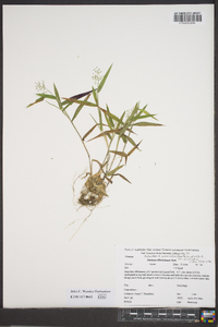 Dichanthelium acuminatum subsp. acuminatum image