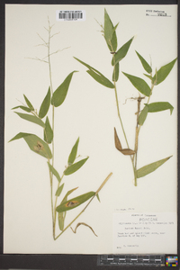 Panicum boscii image