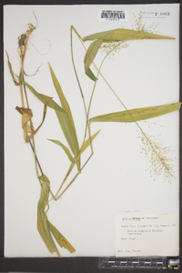 Panicum commutatum image