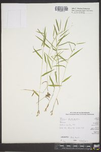 Panicum depauperatum image