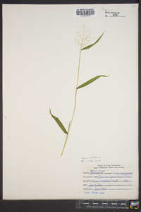 Panicum dichotomum image