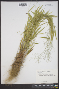 Panicum dichotomum image