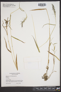 Panicum dichotomum image