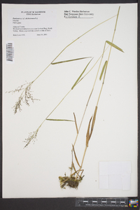 Panicum dichotomum image