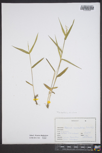 Panicum dichotomum image