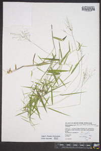 Dichanthelium dichotomum subsp. dichotomum image