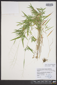 Dichanthelium dichotomum subsp. dichotomum image