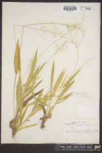 Panicum dichotomum image