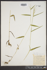 Panicum dichotomum image