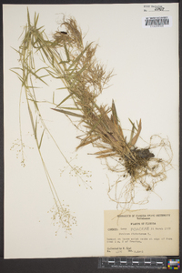 Panicum dichotomum image