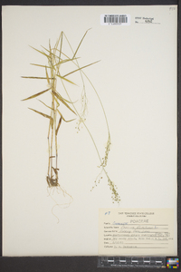 Panicum dichotomum image