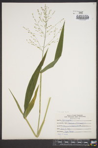 Panicum latifolium image